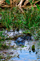 Alligator in a swamp in the Florida Everglades 