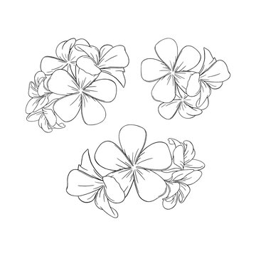 Frangipani or plumeria exotic summer flower. Engraved bunch of frangipani blossoms isolated in white background. Outline vector illustration