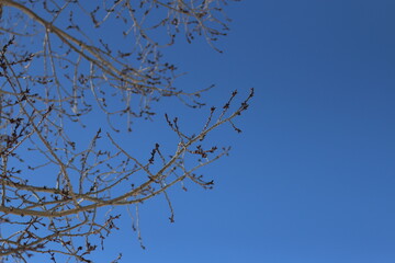 Abstract tree branches with the sunny blue sky background.