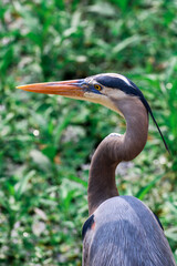 great blue heron