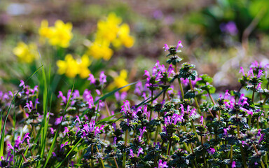Fototapeta premium flowers in the field