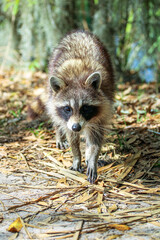 raccoon walking in the forest