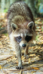 portrait of a raccoon