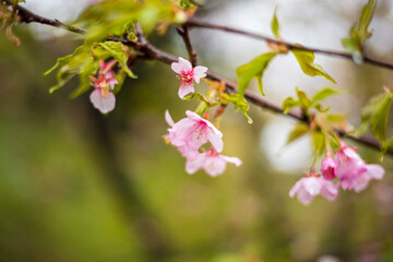 Fototapeta na wymiar 河津桜の葉桜2