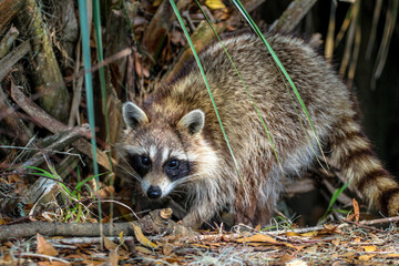 raccoon in the woods © LifeGemz