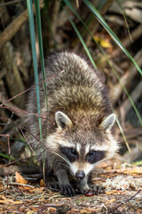 Raccoon in the crunch dark forest 