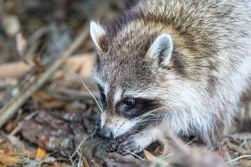 close up of a raccoon