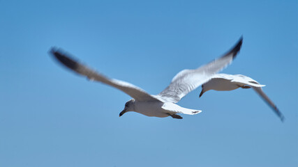 Seagulls flying freely