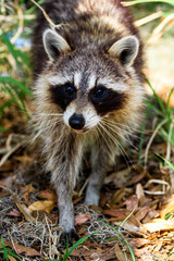 Raccoon in the Woods