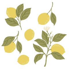 Hand drawl summer print with Lemon. Vector Lemon print for fabric or wallpaper. Seamless pattern with yellow lemon