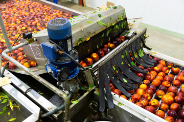 Cleaning and sorting ripe peaches in factory automated line