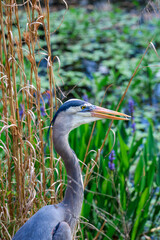 great blue heron