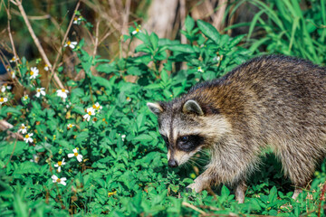 Raccoon in the woods in the green grass 
