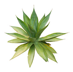 Agave plant isolated on white background.This has clipping path.