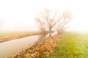 On a foggy morning a river runs through the meadow