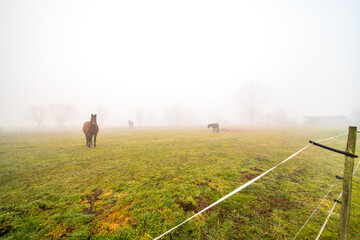 On a foggy morning in the field