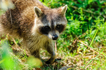Naklejka na ściany i meble Cute Raccoon in the grass
