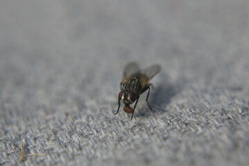 fly on a leaf
