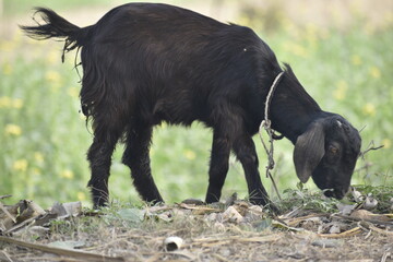 two goats on the farm