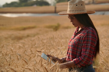Farmers use a laptop to test the quality of barley rice in the evening, the sun is setting, technology concept.