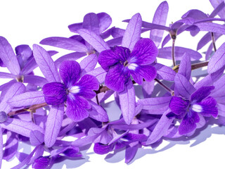 Close up of Purple Wreath Sandpaper Vine flower.