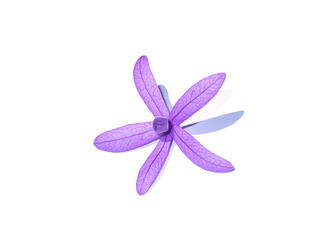 Close up of Purple Wreath Sandpaper Vine flower.