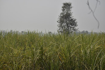 grass in the wind