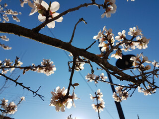 almond almods tree flower background srping