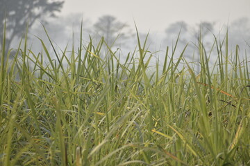 grass in the wind