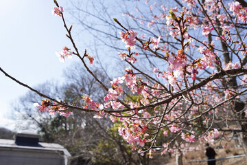 cherry blossom in spring
