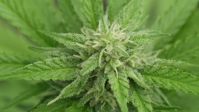 MACRO DOF: Top down macro shot of a budding marijuana plant covered in sticky CBD cannabinoid resin. Vibrant legalized marijuana plants are ready for harvest flourish at an industrial hemp farm.