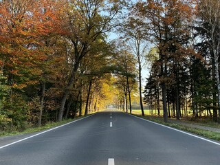 Empty road at fall time