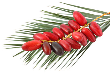 Sprig of red dates on the branch of a date palm isolated on white