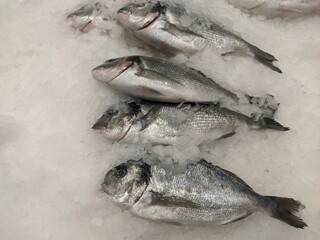 Dorada fresh on ice crystals. Frozen fish in the store. Part of the photo is blurred.