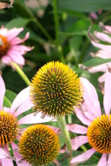 Beautiful summer flowers in the garden