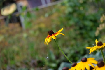 Beautiful summer flowers in the garden