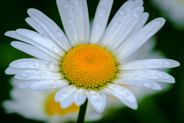 Fototapeta premium Beautiful summer flowers in the garden