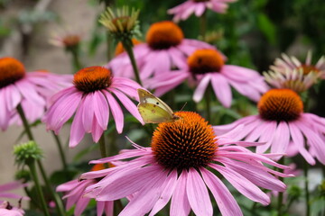 Fototapeta premium Beautiful summer flowers in the garden