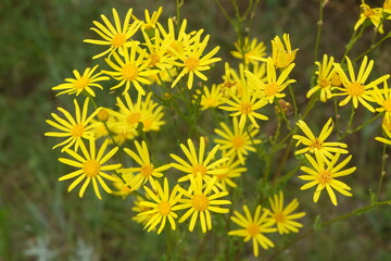 Beautiful summer flowers in the garden