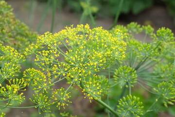 Beautiful summer flowers in the garden