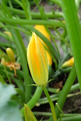 Beautiful summer flowers in the garden