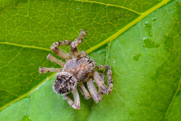 Wolf Spider of the Family Lycosidae close-up.