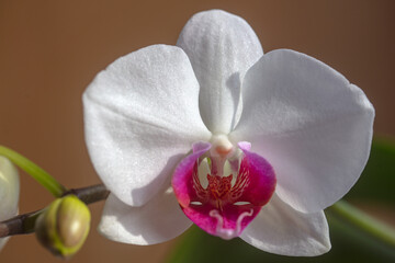 Orchid flower. Decorative flowers for home. Phalaenopsis growing. Floral concept.
