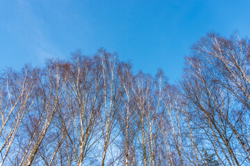 Tops of Birch Trees and Clear Blue Winter Sky