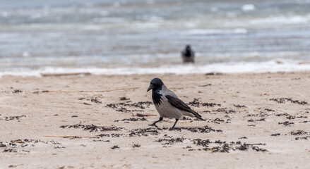 Black Headed Crow on a Beach in Winter on the Baltic Sea Coast