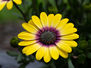 yellow flower in the garden