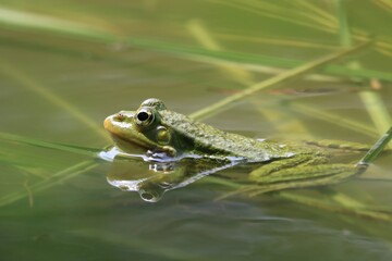 Marsh Frog (Pelophylax ridibundus) Adult in pond. wildlife scene with green frog.