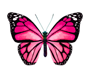 Color monarch butterfly , isolated on the white background