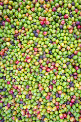 organic arabica coffee beans agriculturist  in farm.harvesting Robusta and arabica  coffee berries by agriculturist hands,Worker Harvest arabica coffee berries on its branch, harvest concept.