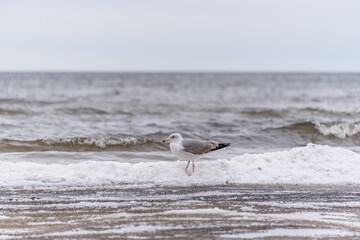 Seagull on a Beach in Winter on the Frozen Baltic Sea Coast